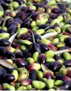 Sélection de nos meilleurs olives et tartinables chez Vintage Select