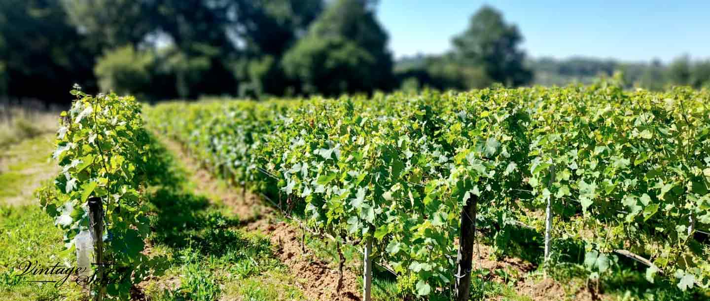 Domaine Repaire Mas Ségur, les vignes